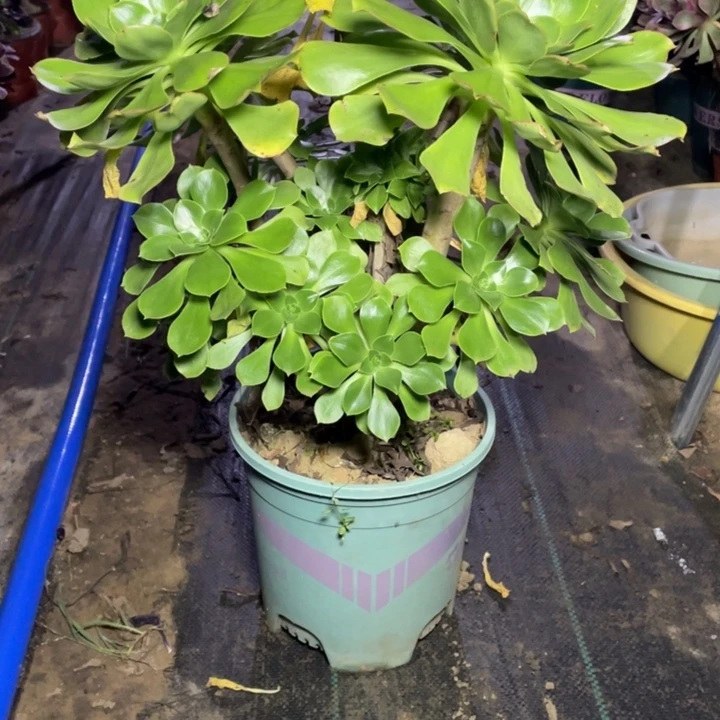 41君美丽多肉多肉植物多肉