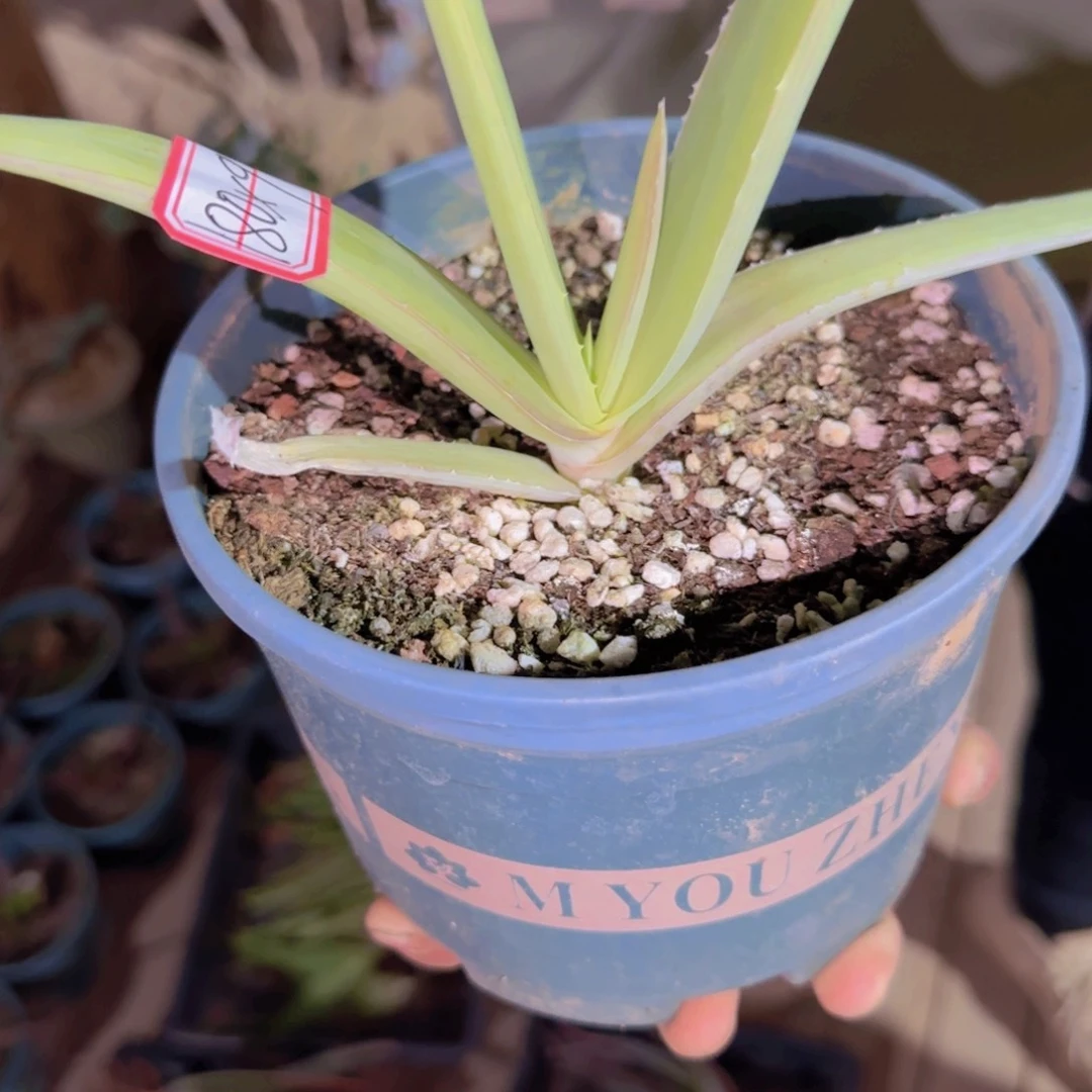 块根植物块根植物块根植物