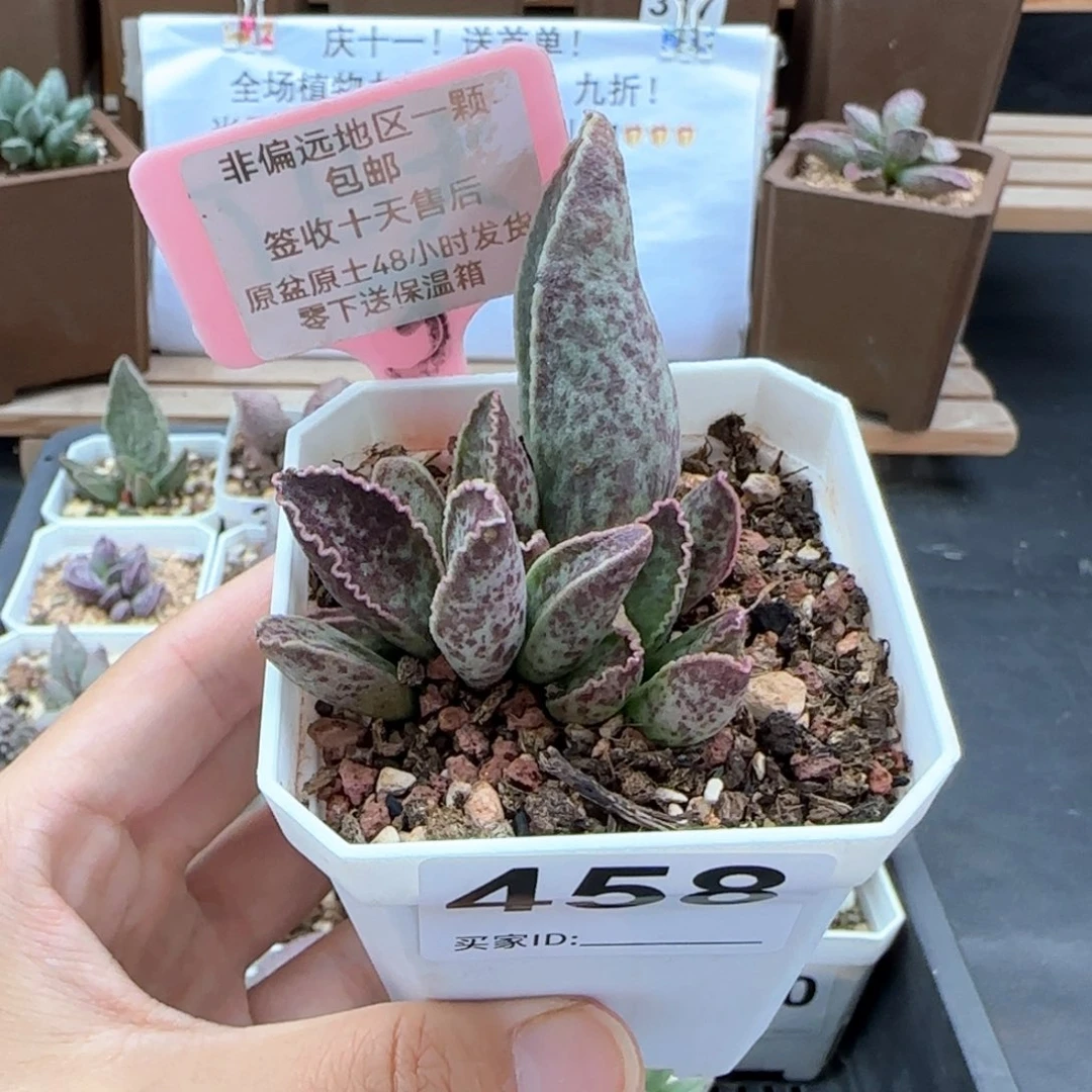 458粉鲍鱼多肉微瑕