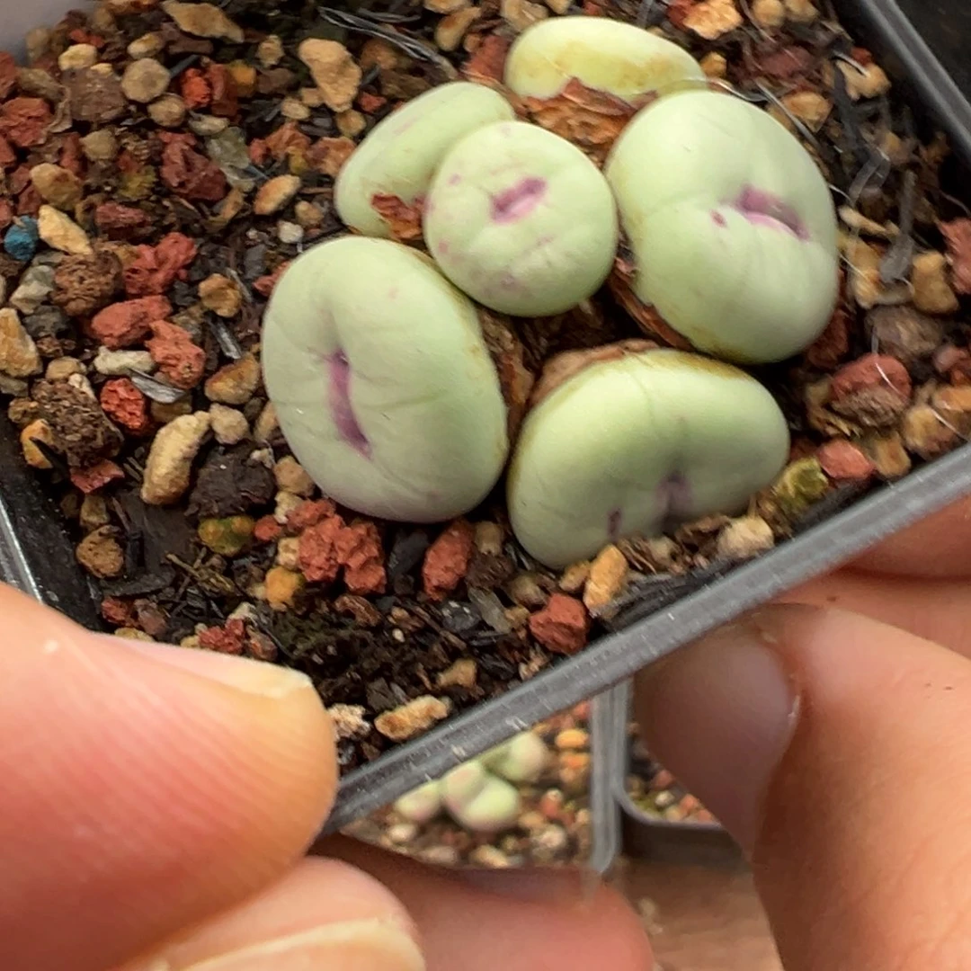✢***✢22-271肉锥多肉植物
