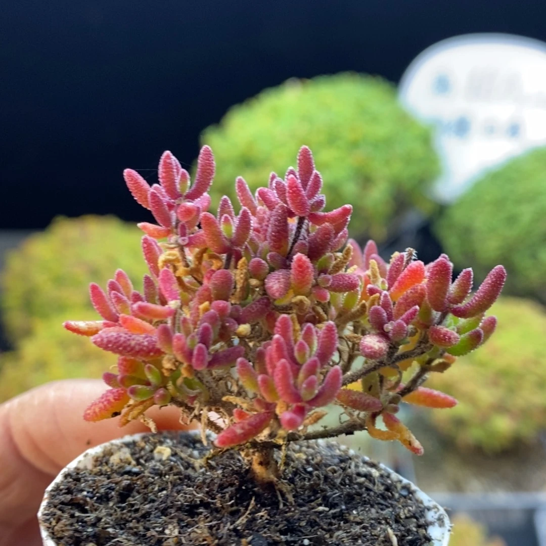 184红麒麟。