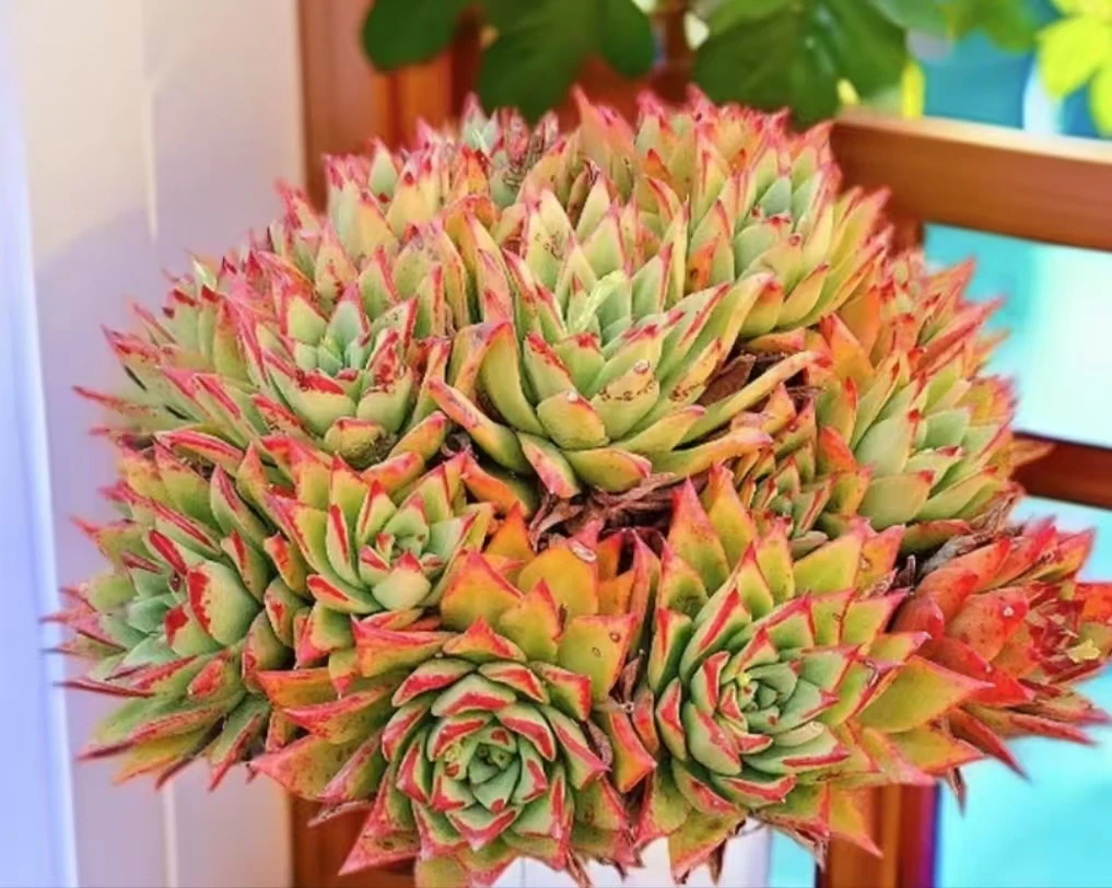 口红 精品多肉 新手必拍  好看好养  云南昆明发货