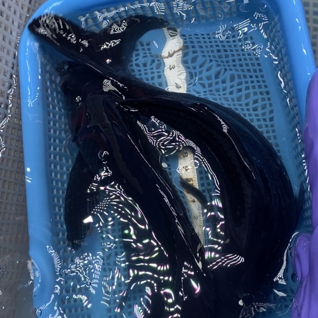 锦鲤冷水锦鲤包邮