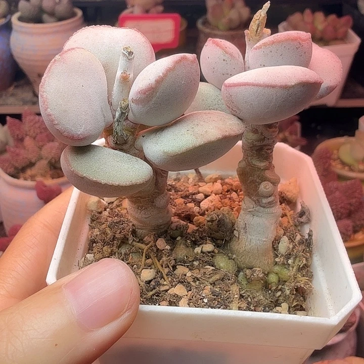****湾          红蛋。