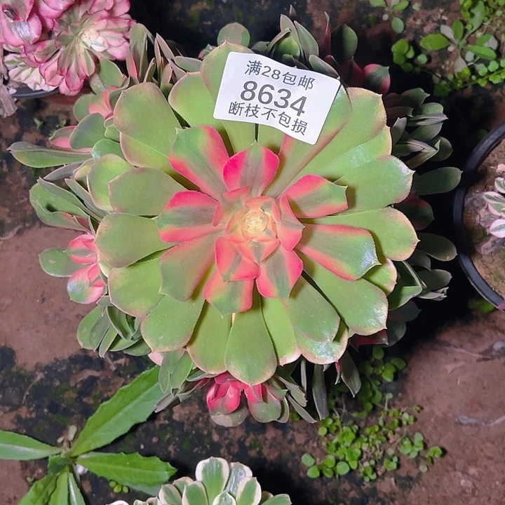 8634香妃多肉植物