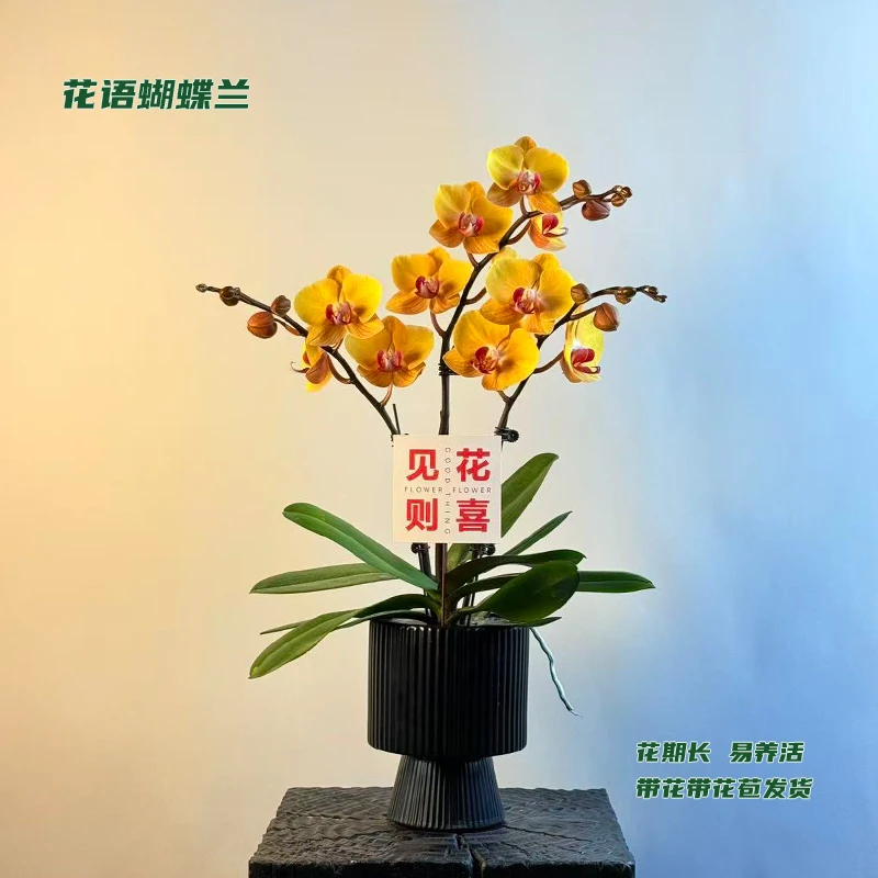 蝴蝶兰【金枝玉叶】 带花带花苞发货 室内客厅阳台花卉 好养易活