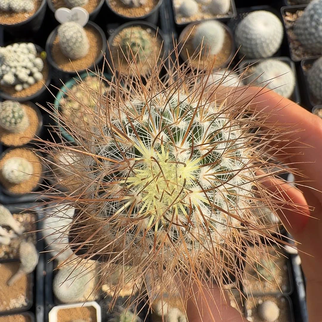 实生海泉脱土发货