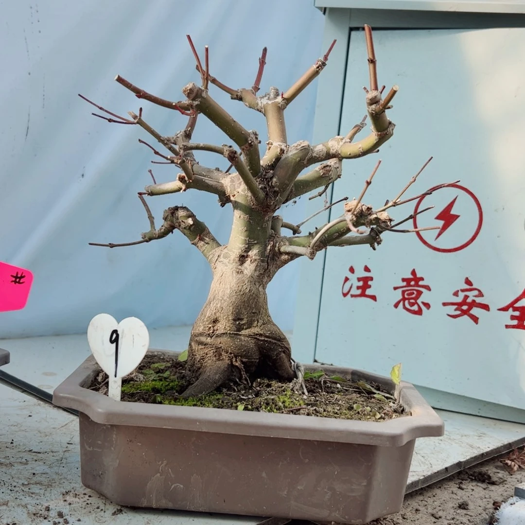 李*雄精品出猩猩红枫