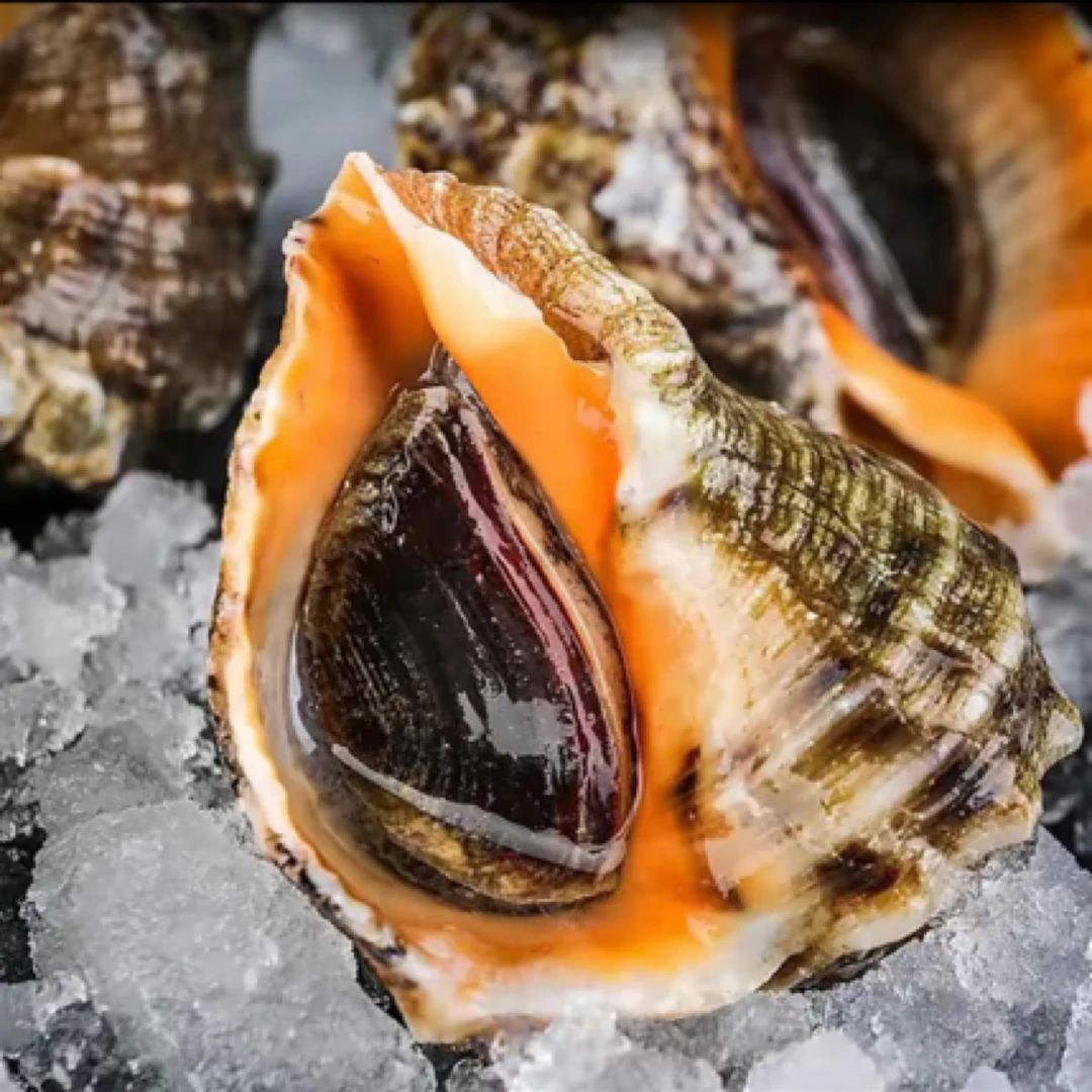 东港野生特大海螺（一斤 2-3 个）鲜活海鲜【顺丰包邮】