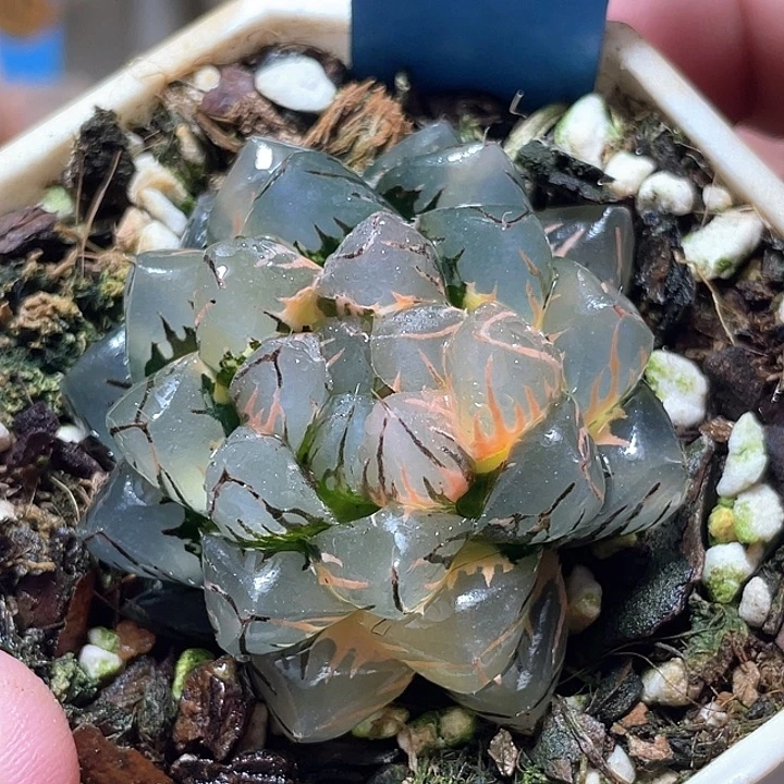 578水中月锦特选福利