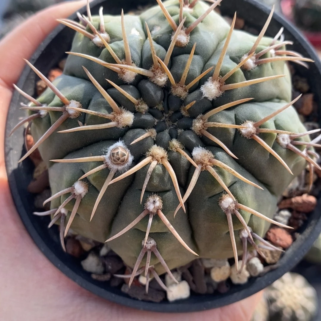 金刺鸡爪三刺玉植播园艺