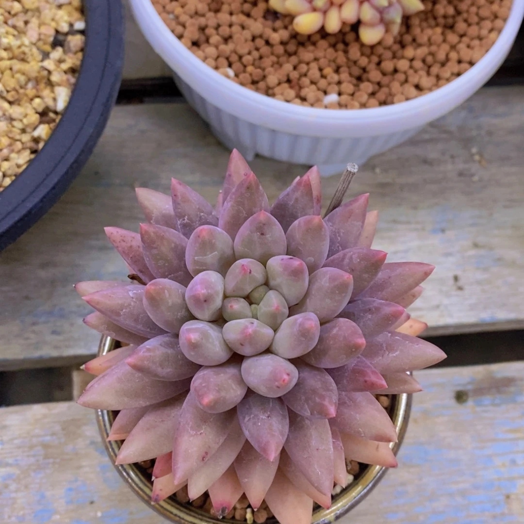 精品多肉，一物一拍，清