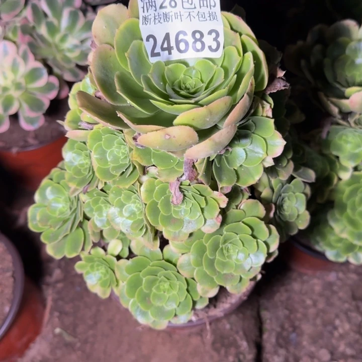 24683辛尼亚多肉植物