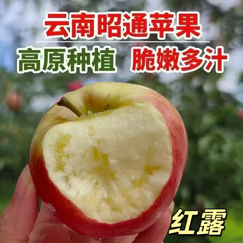 云南昭通红露冰糖心丑苹果水果批发正宗脆甜多汁现摘现发坏果包赔