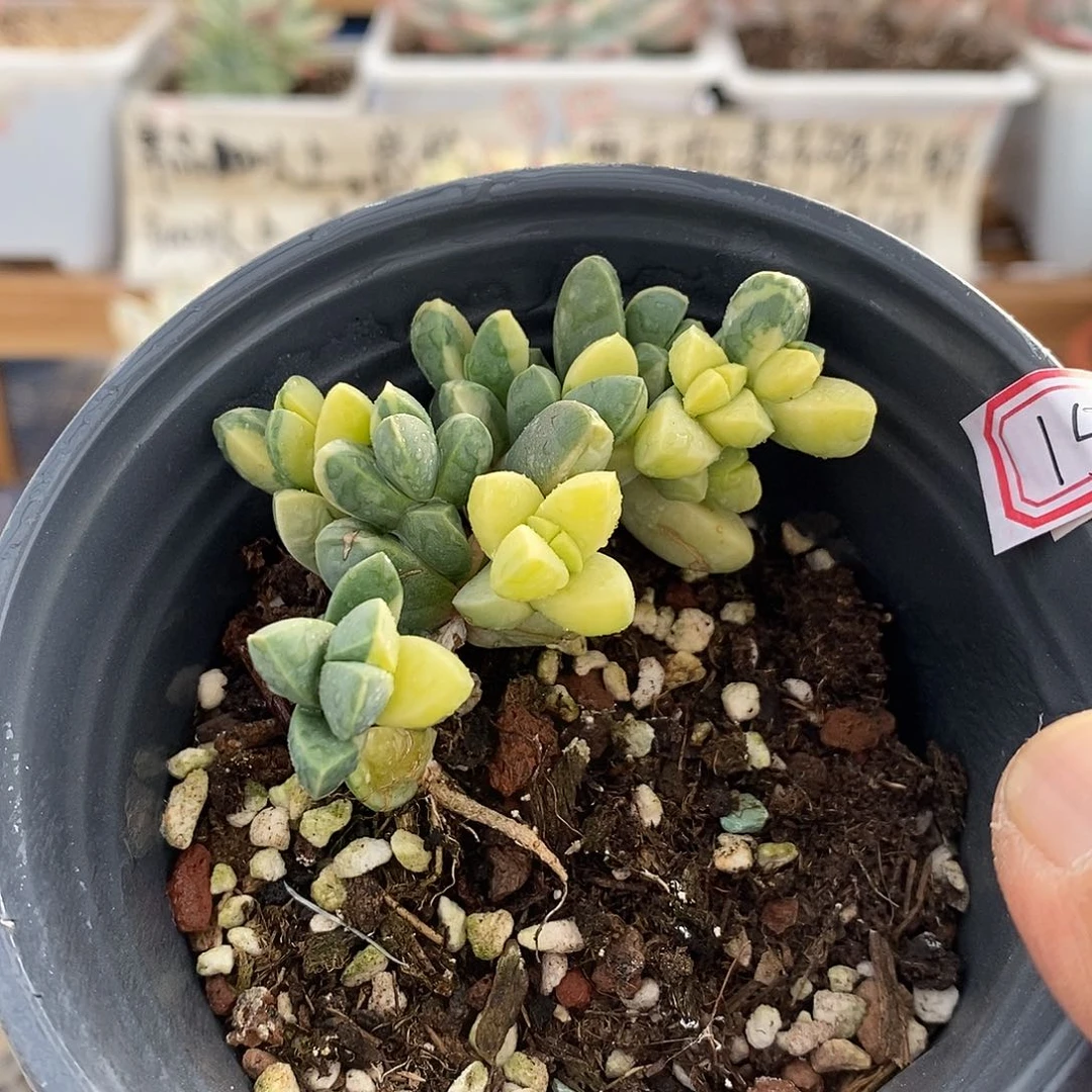 21156 鹿角海棠锦