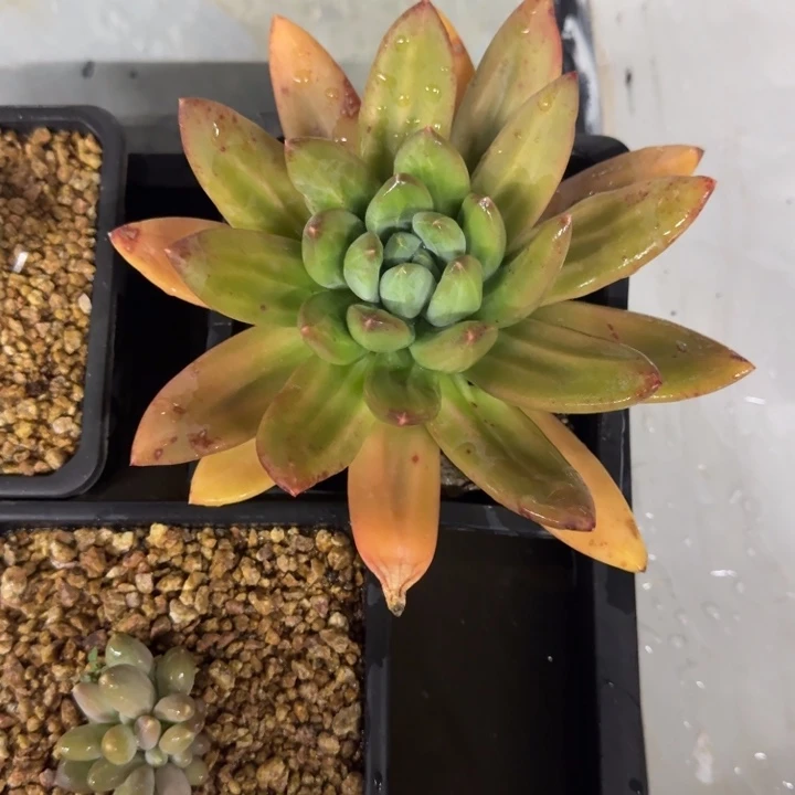 海洋之歌 单头 一物一拍