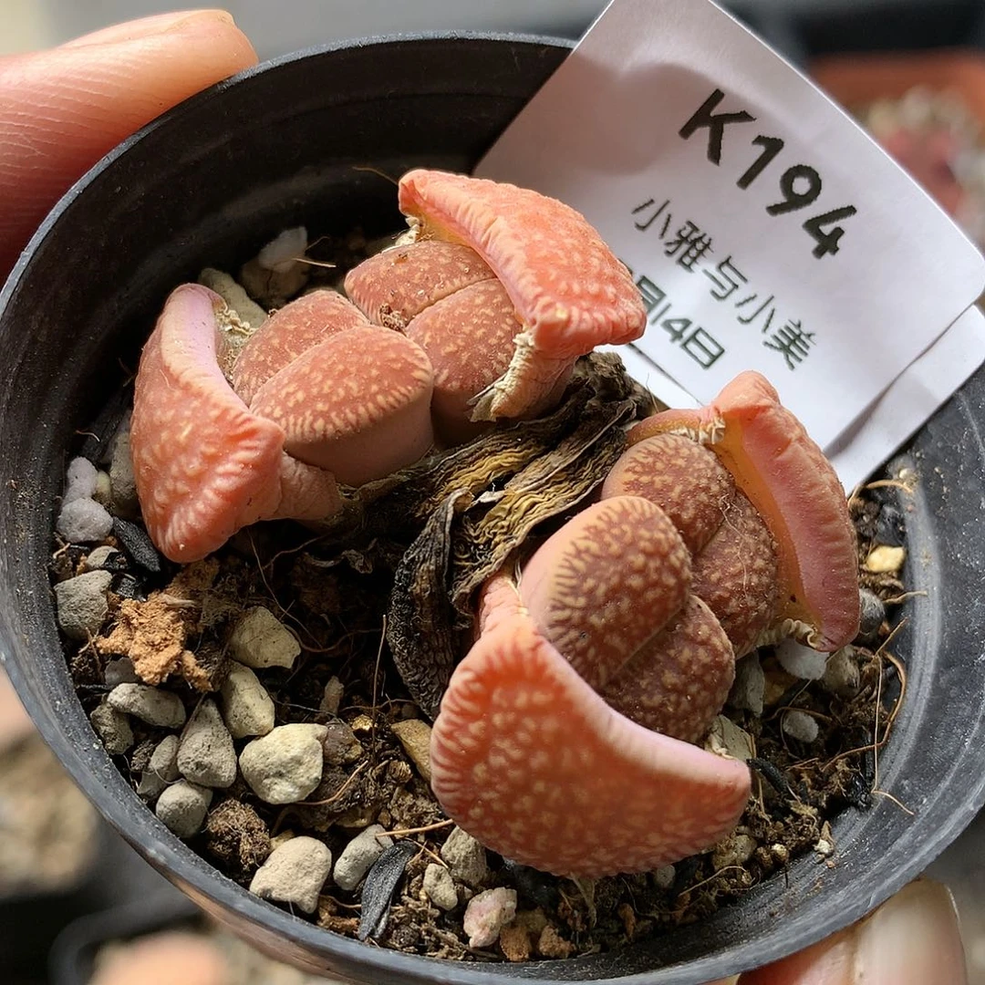 K194多肉植物保护