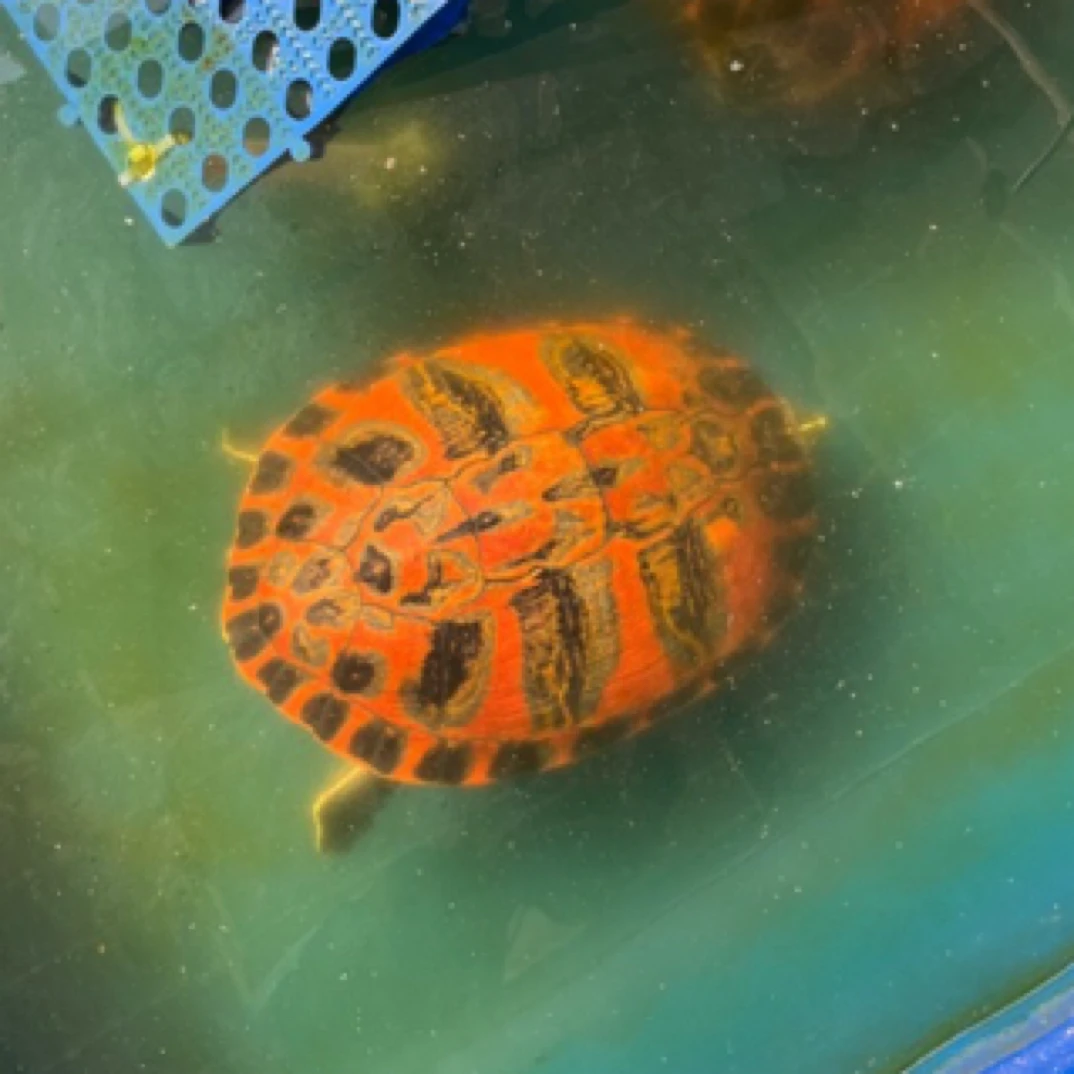 【小y】宠物可观赏火焰龟直播专属链接，私拍不发