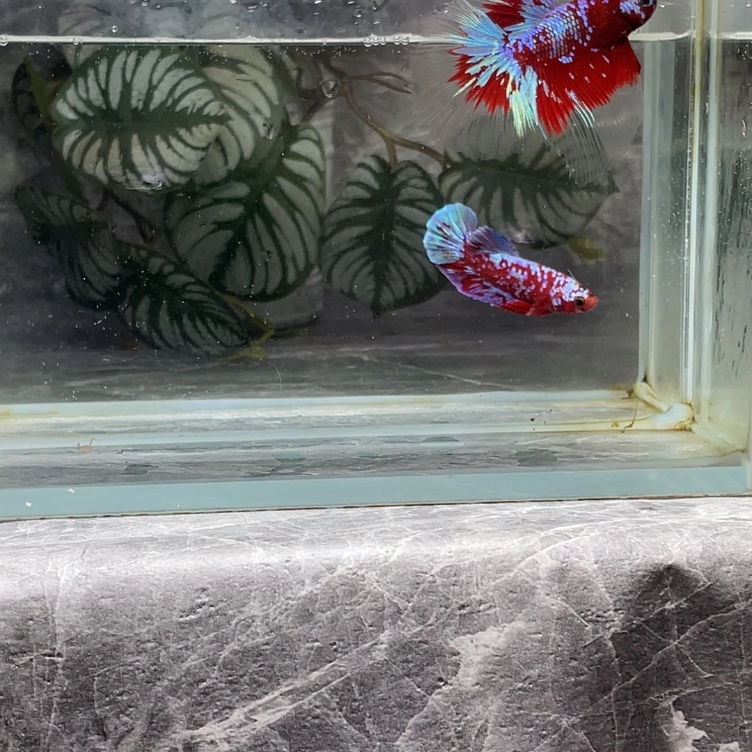 斗鱼育平斗鱼泰国斗鱼斗鱼