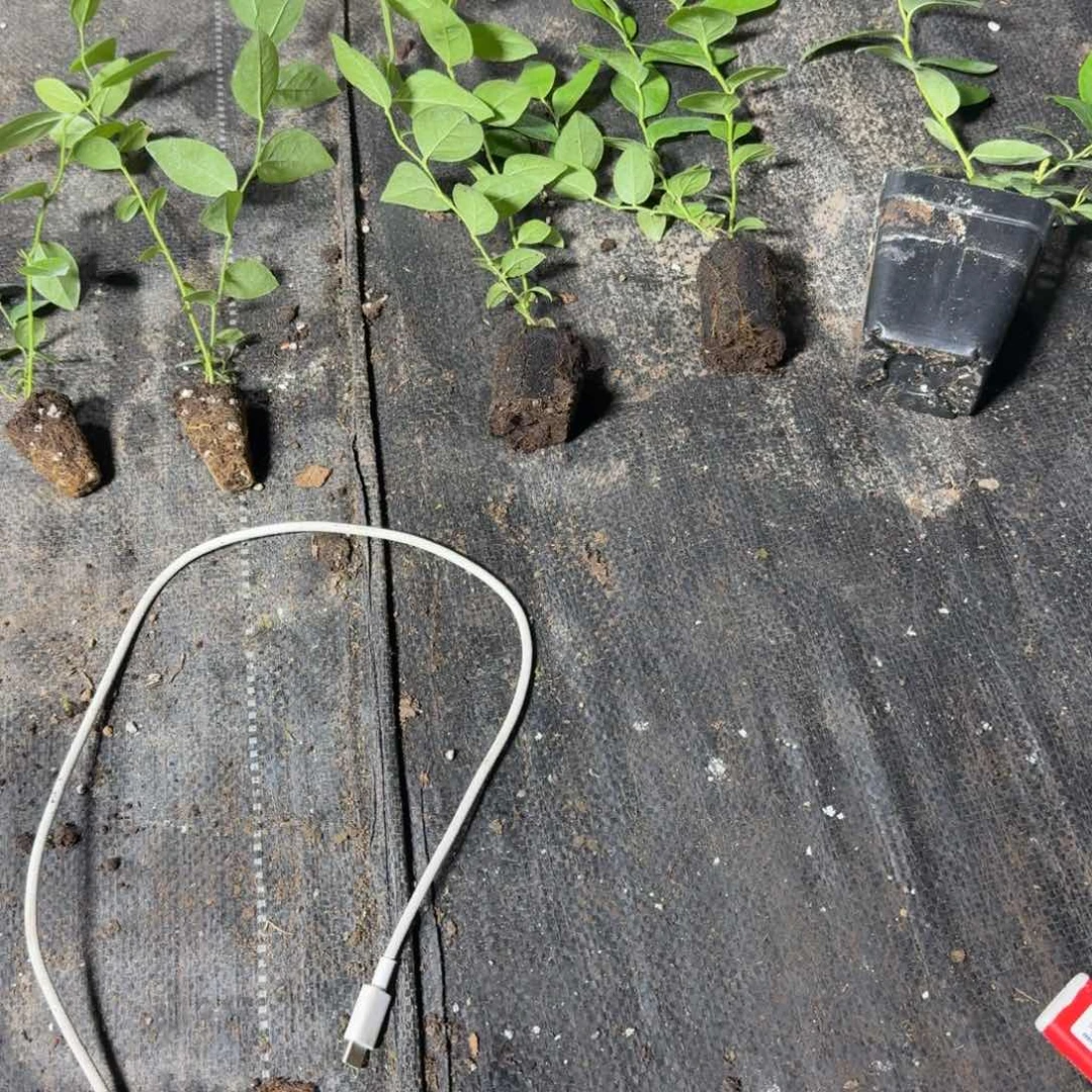 苔藓29四颗+25四颗+杯苗F6两颗