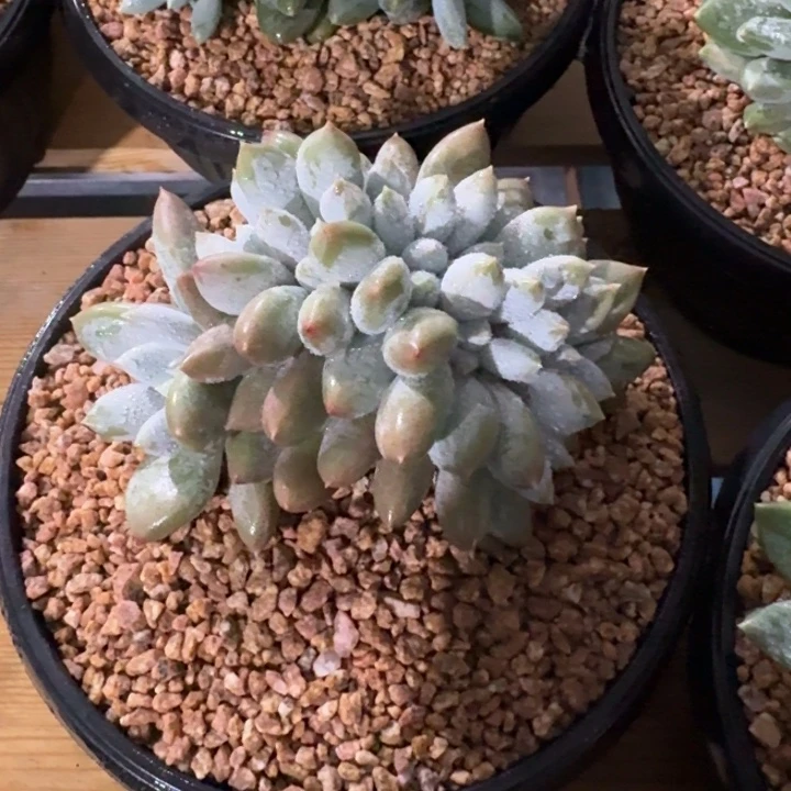 ༺***࿐多肉植物哥特萝莉