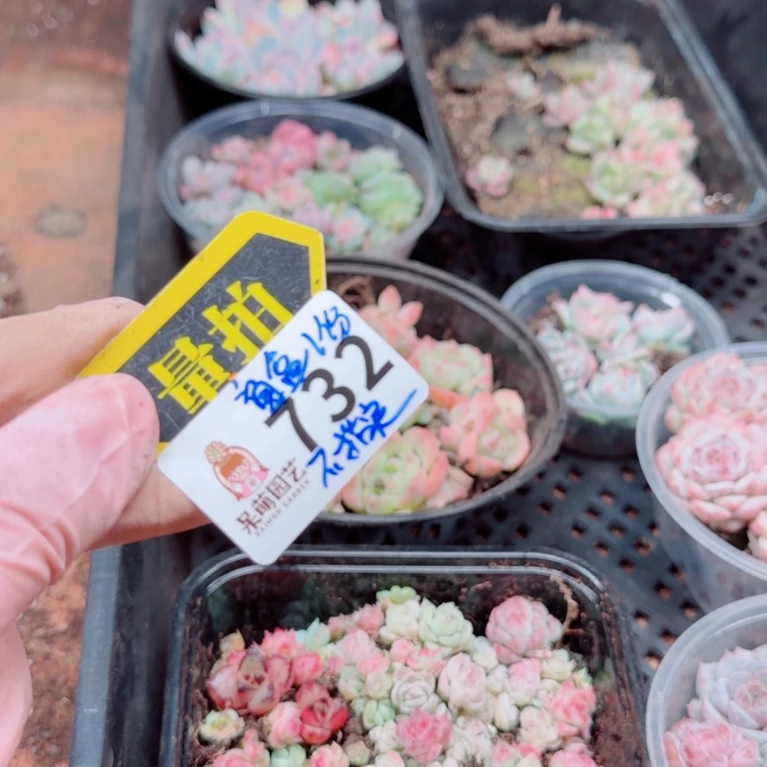 多肉植物多肉植物