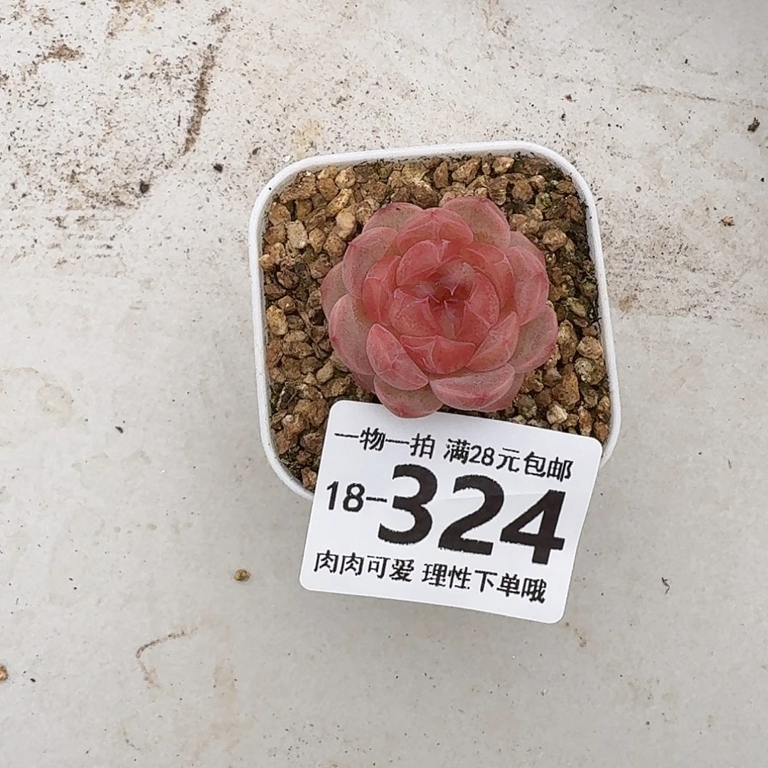 慕云无盆土发货无
