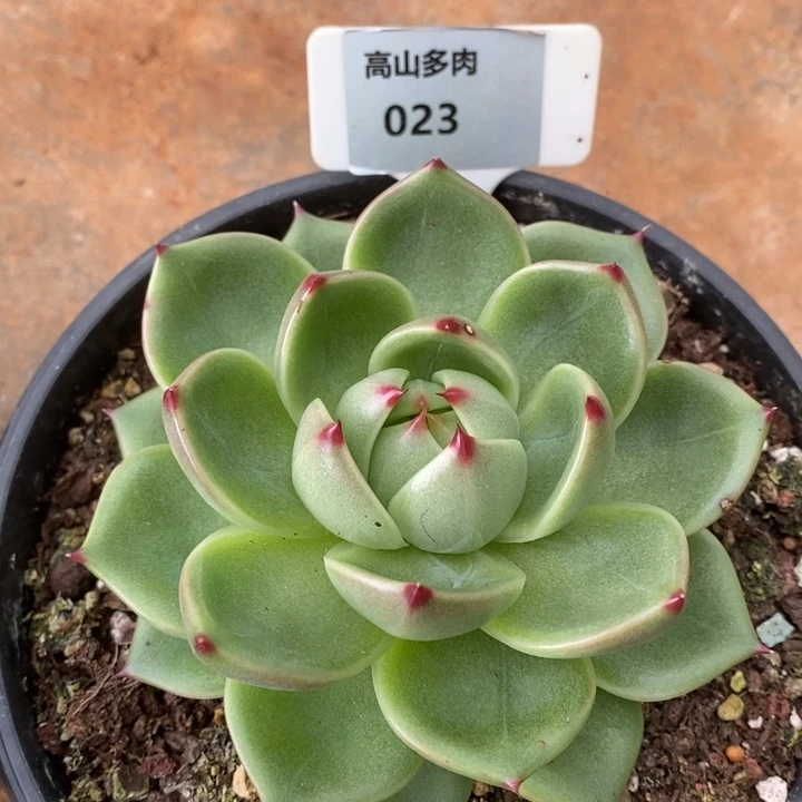 D023- 直播福利 蓝龙