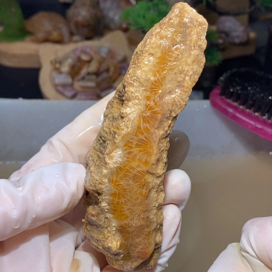 【闪购商品】硅化玉颈饰未镶嵌