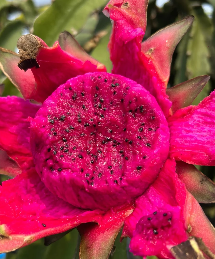 【李书记专属】当季金都一号红心火龙果软糯香甜多汁新鲜水果