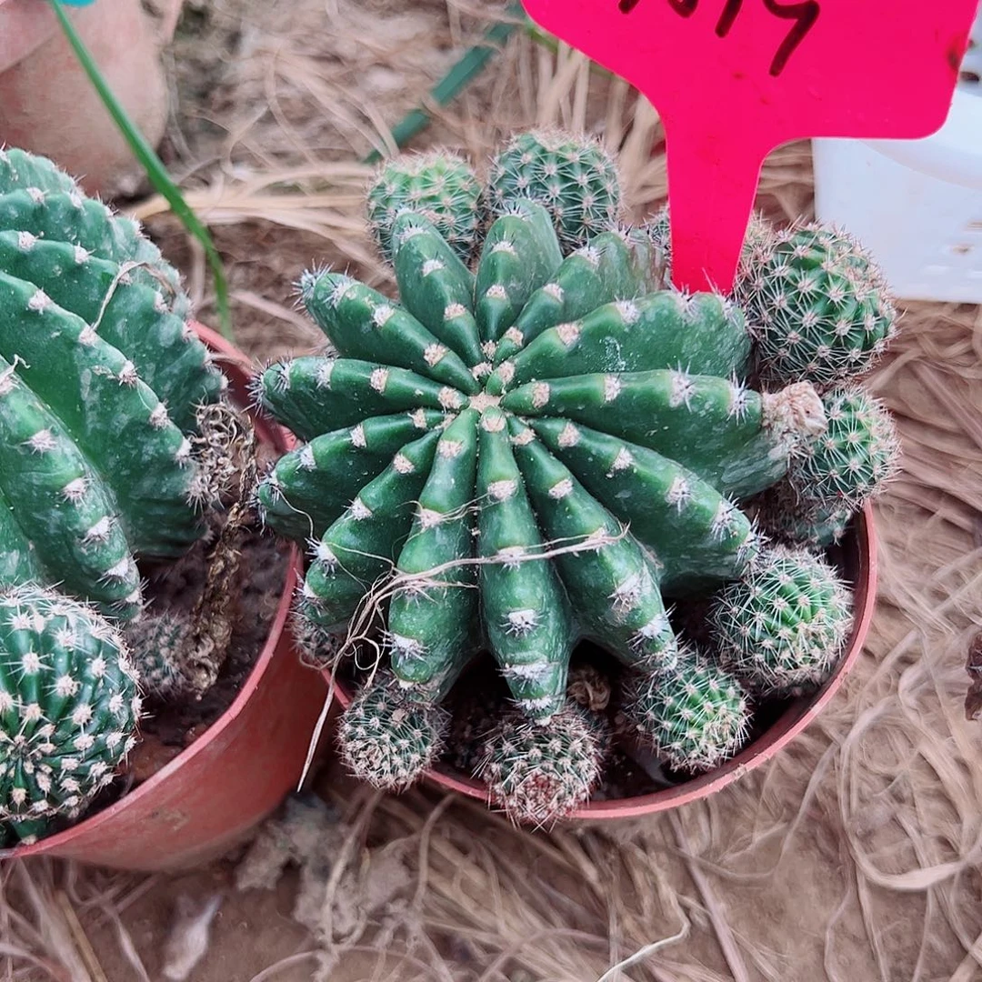 秋***瑟浓桃金 7019侧芽 满20包邮