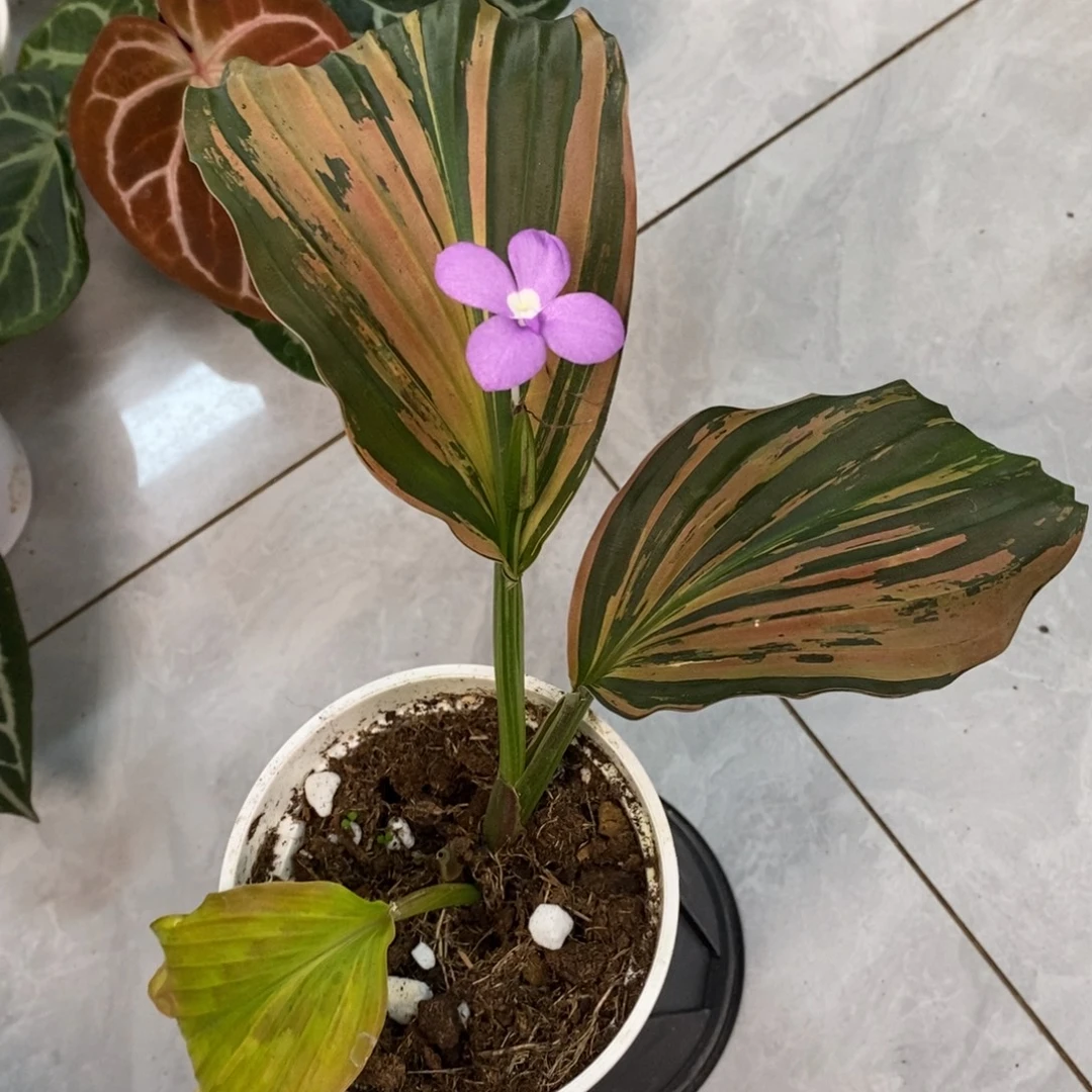 不开花植物孔雀姜锦