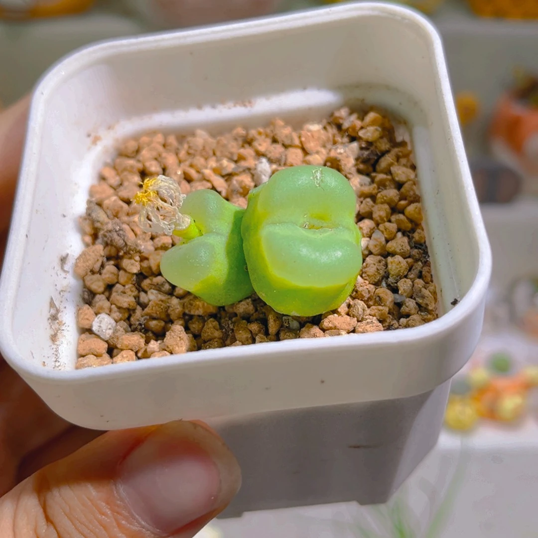 195双头拉登高端绿植