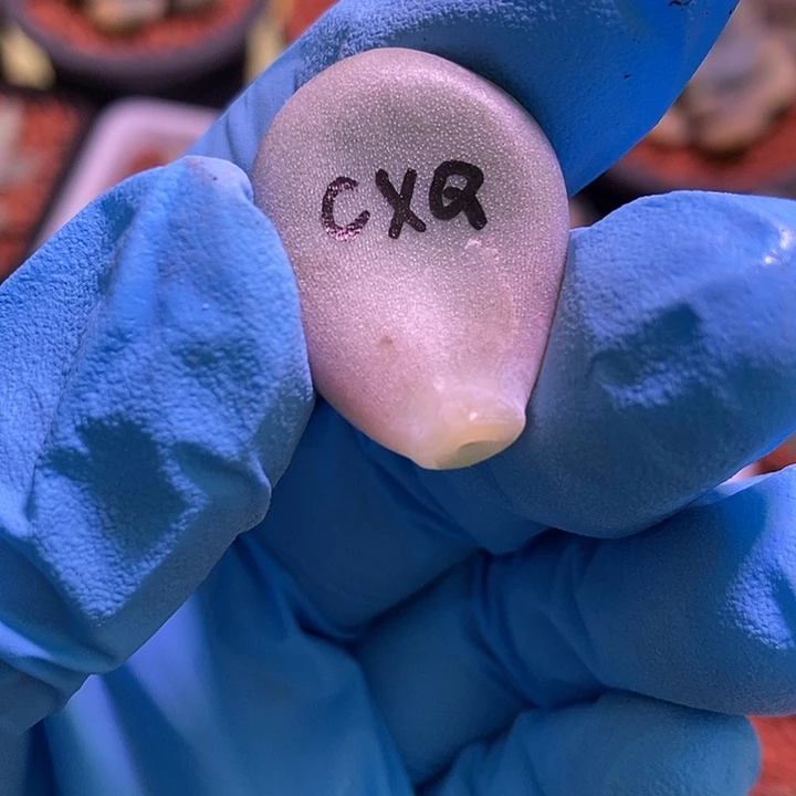 橙雪球锦基因多肉植物