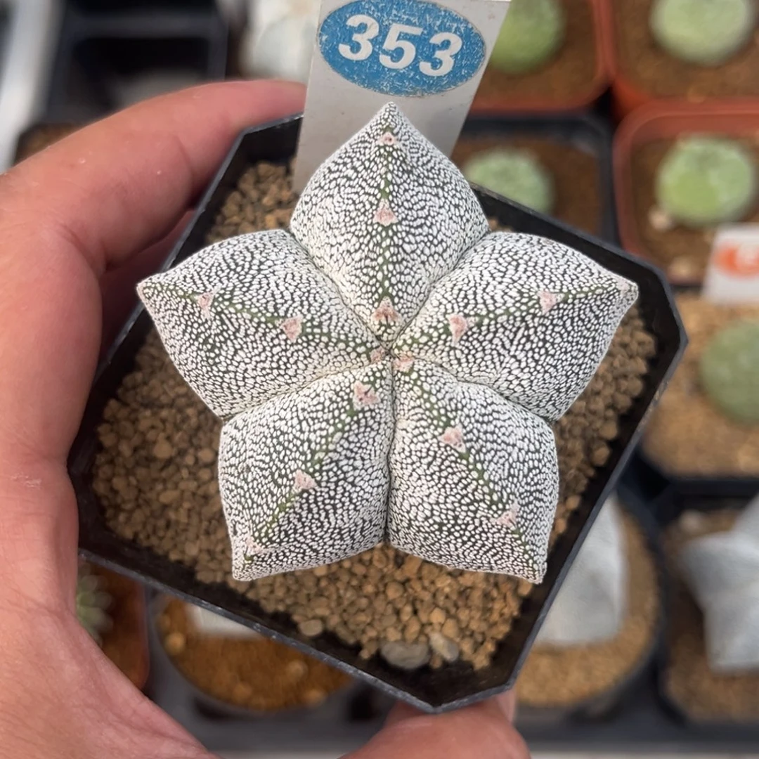 353实生恩冢鸾凤玉带盆