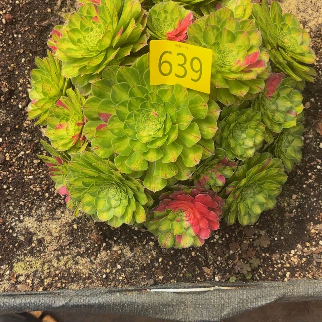 哈哈多肉葡萄福利639