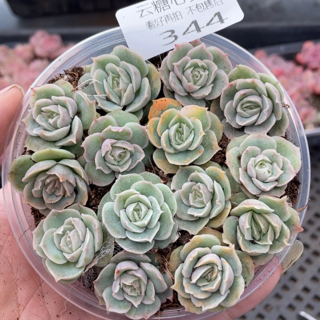 云糖心多肉植物344