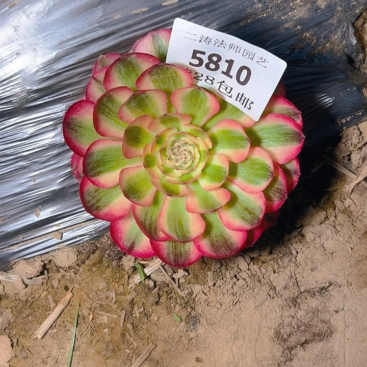 5810倾城多肉植物2号