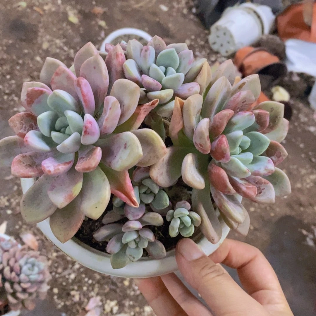 花斑露双头带仔老桩
