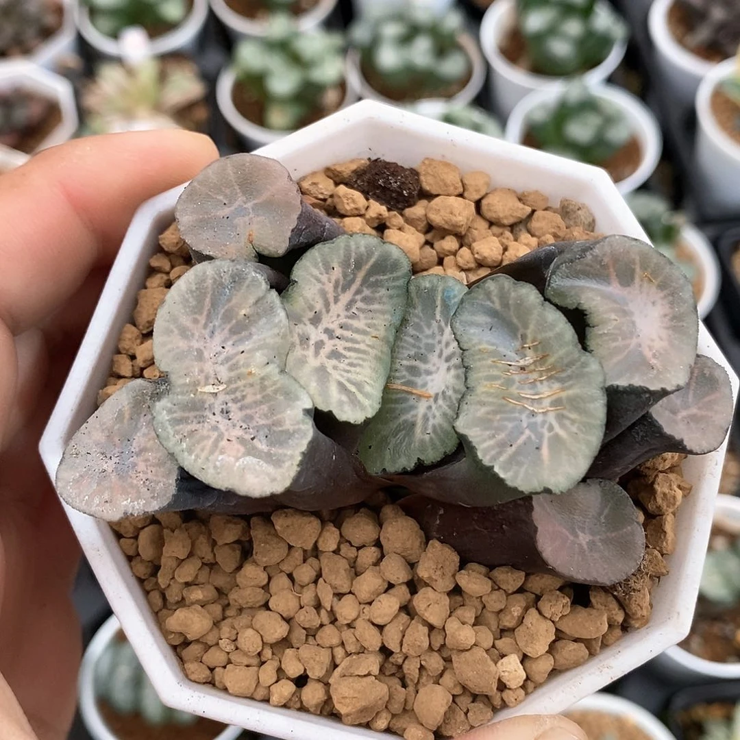 红陶飞鸟万象母本