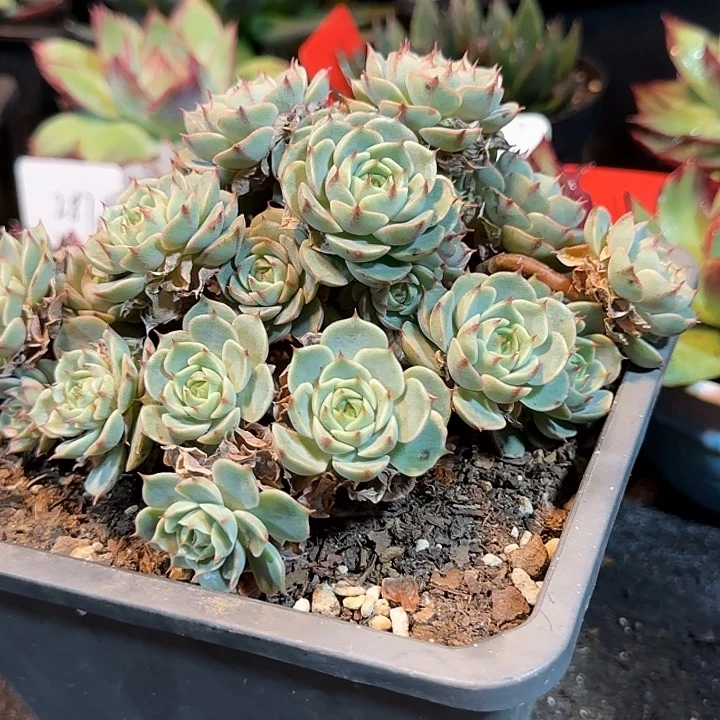 丸叶玫瑰本吧惊鸿一物一拍包装收缩花旱
