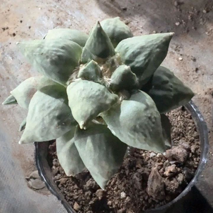 972丸叶怒涛牡丹仙人球