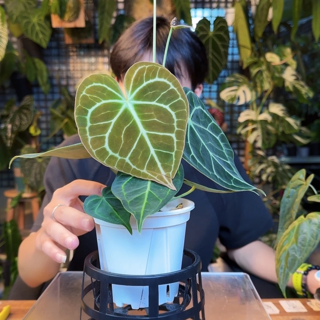 刘***波完全开放一物一拍M56