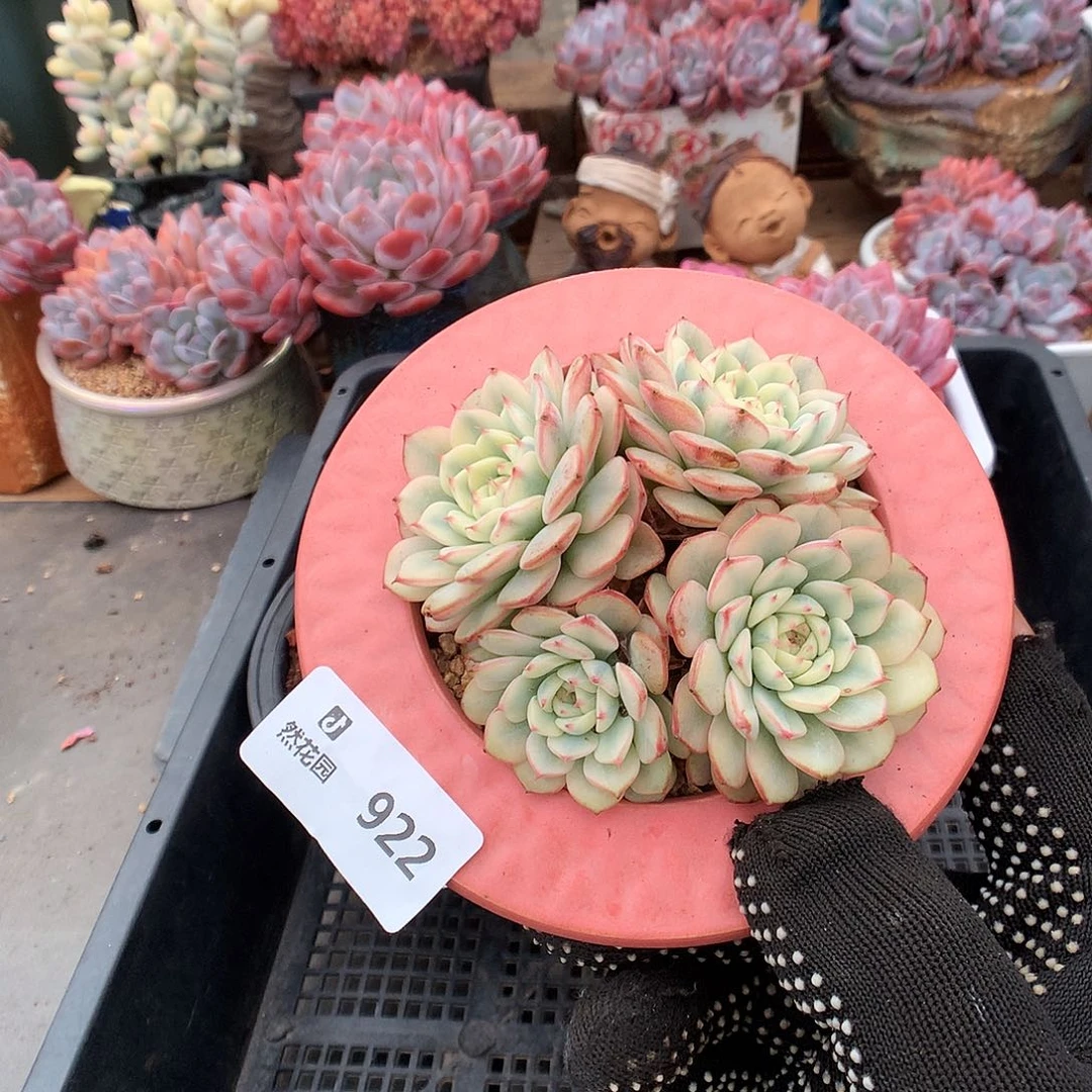 922姬莲锦多肉植物66666