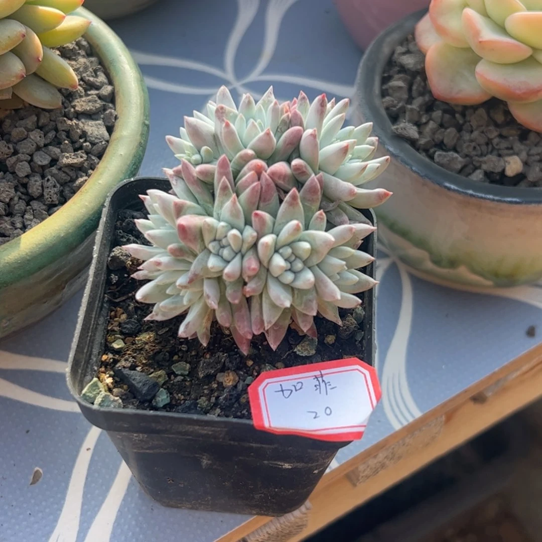 多肉植物多肉植物