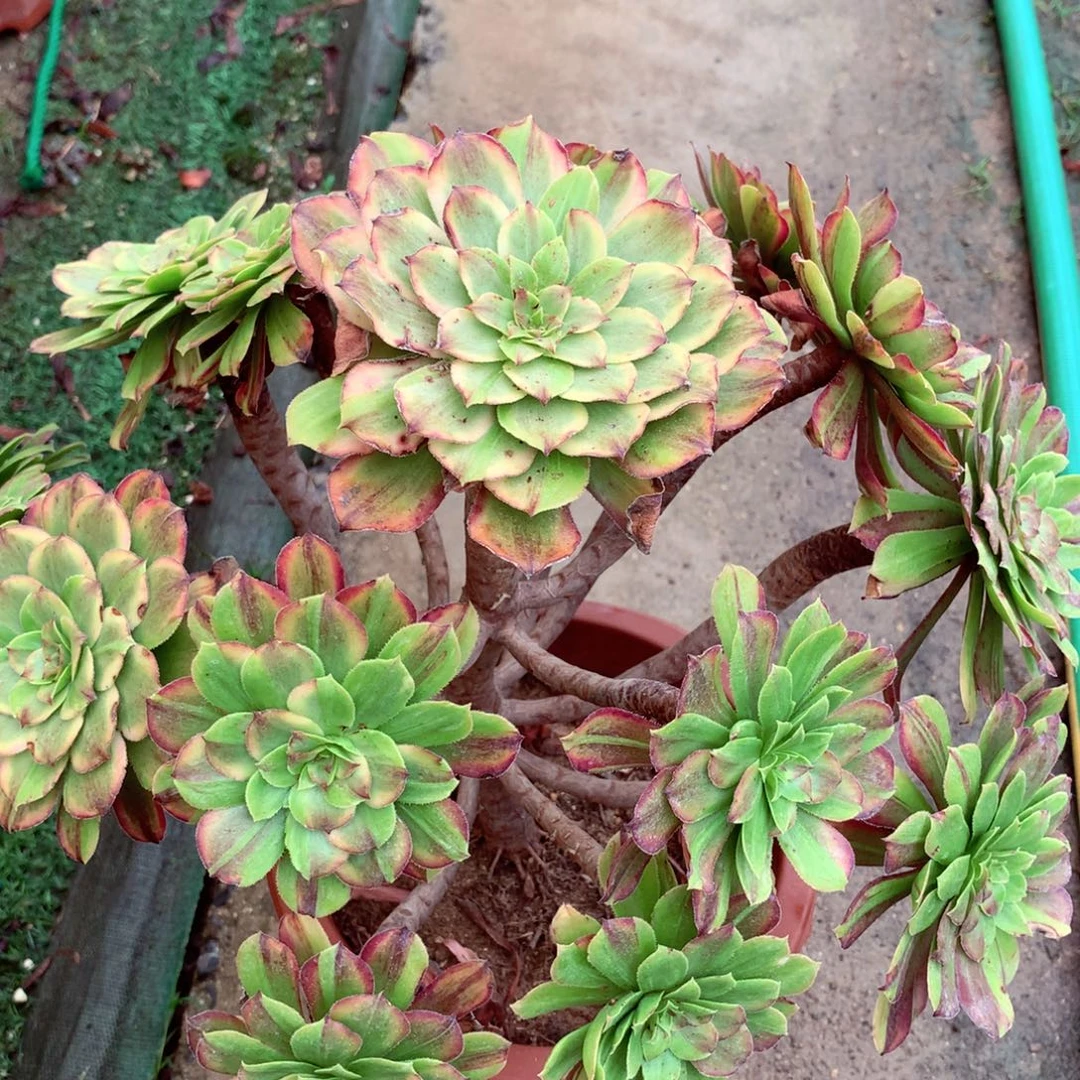 花脸粉黛，多肉植物