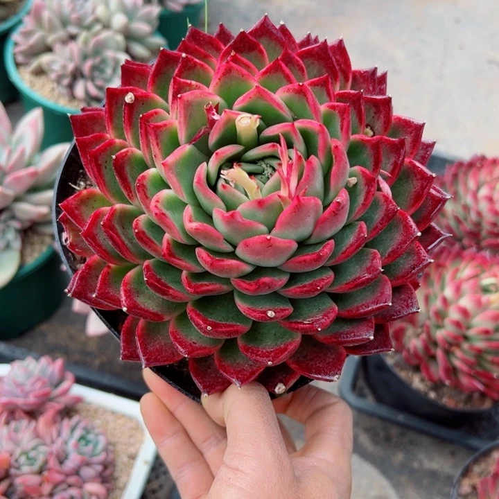 精品多肉植物老桩