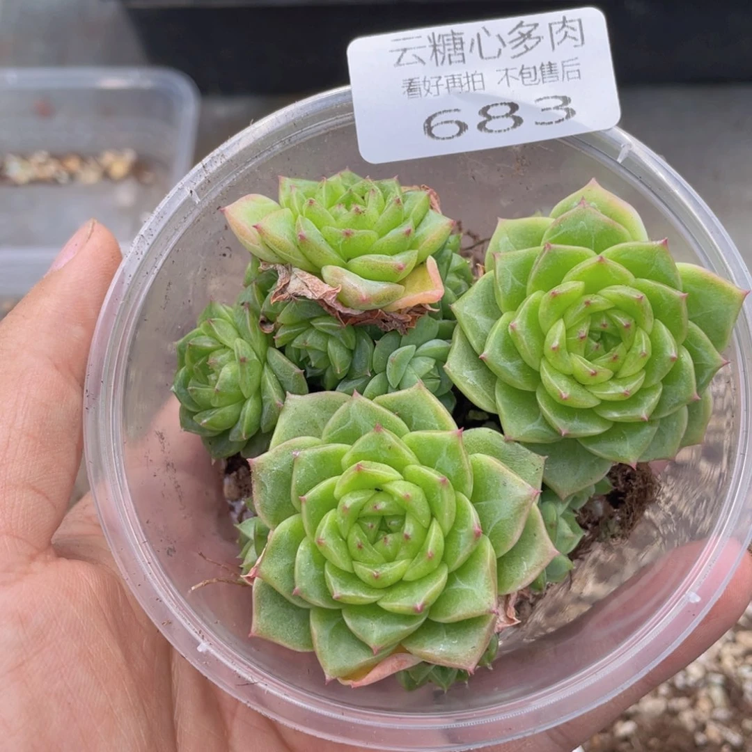 云糖心多肉植物683