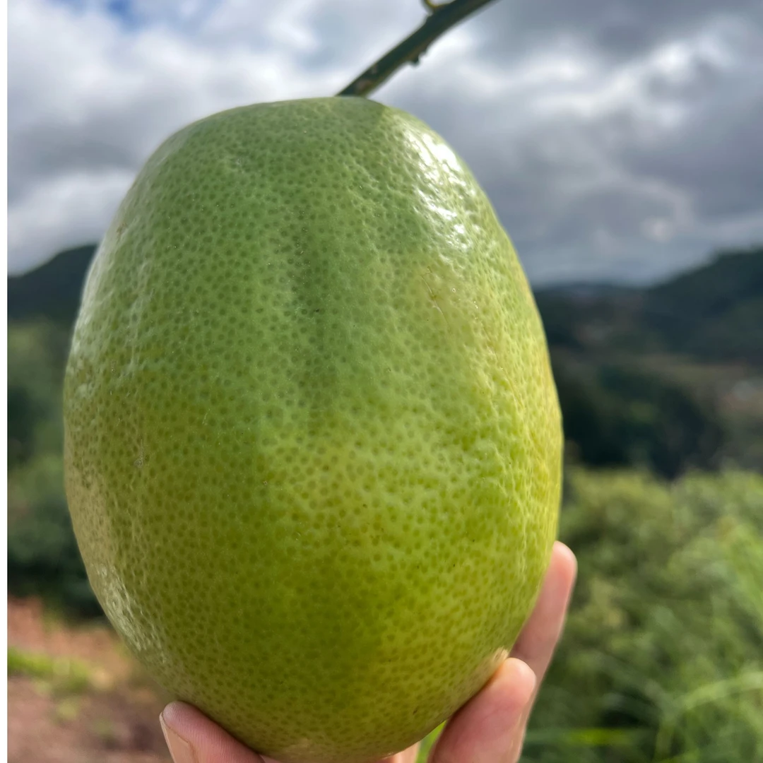 云南现摘香橼 居家摆件 天然香薰（有断枝断叶风险 介意者慎拍）
