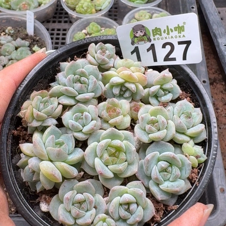 无花朵多肉植物多肉植物
